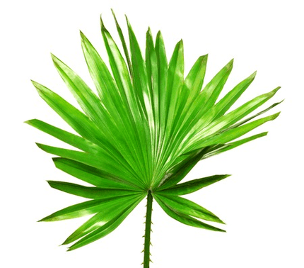 Matė palmetto vaisius Uromexil Forte